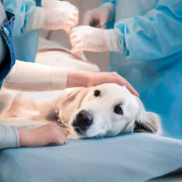 Desinfección de veterinarios